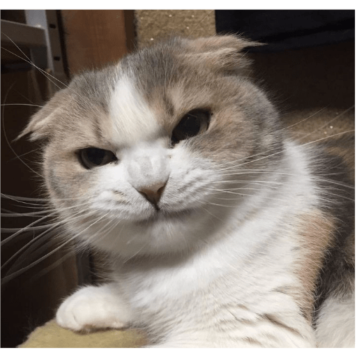 É o Yuri Denovo//Gato Bravo😾 1