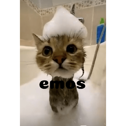 Meme kucing 6