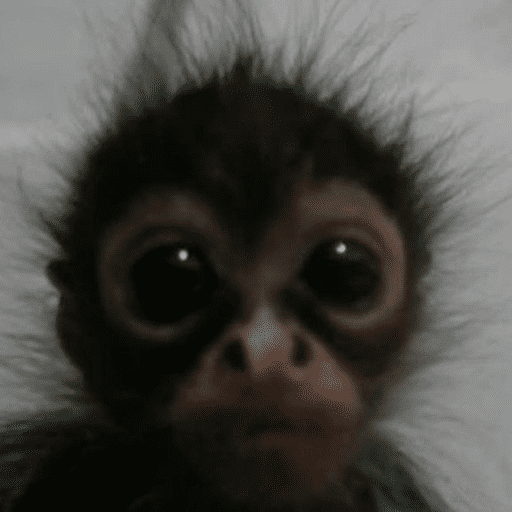 Monkey 3