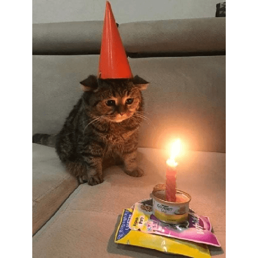 Gatinhos  9