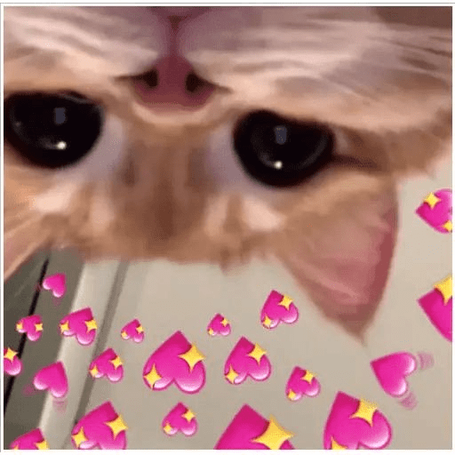 Gatinhos  17