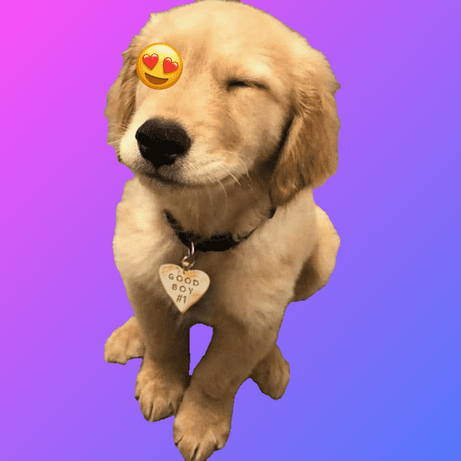 Cachorro fofo  2