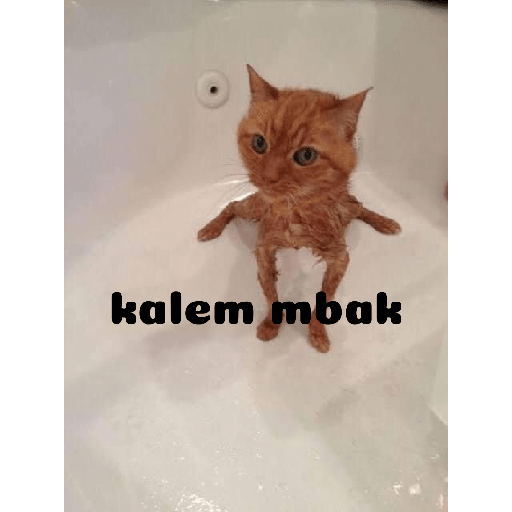 Meme kucing 9