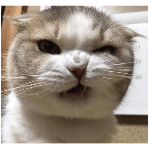É o Yuri Denovo//Gato Bravo😾 3