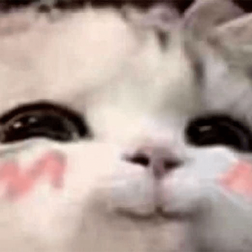 Meme kucing 18