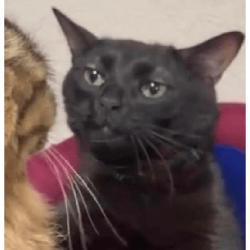 Gatinhos  22