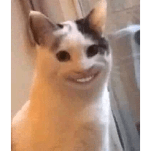 Meme kucing 13