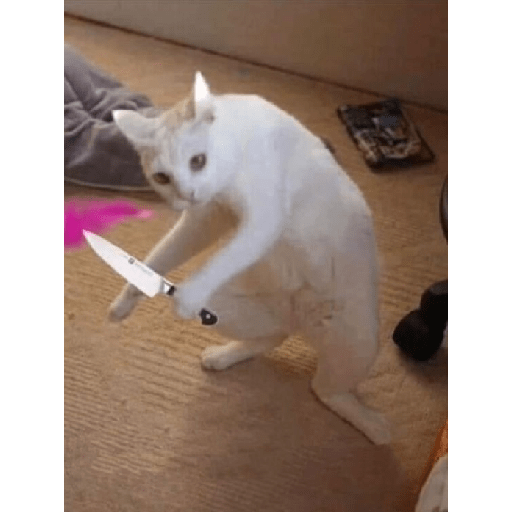 Gatinhos  23