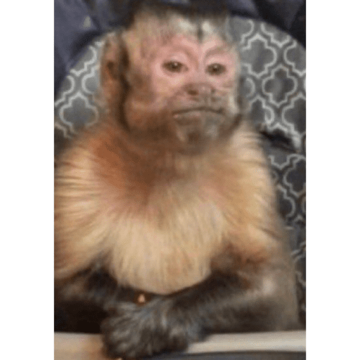 Monkey 5