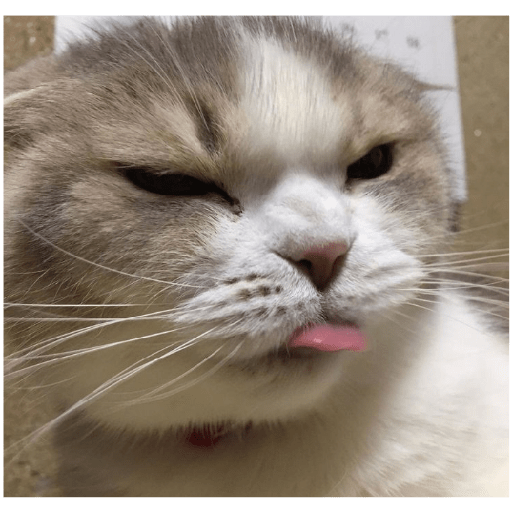 É o Yuri Denovo//Gato Bravo😾 2