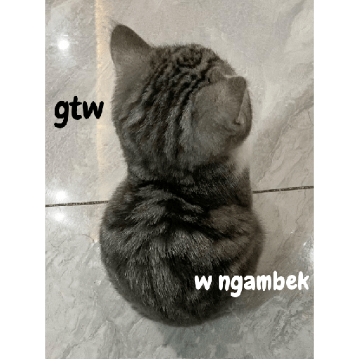 Cat Mode :v 10