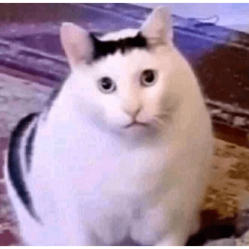 Cat Mode :v 11
