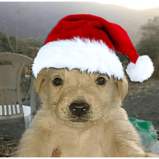 Navidad XD 3