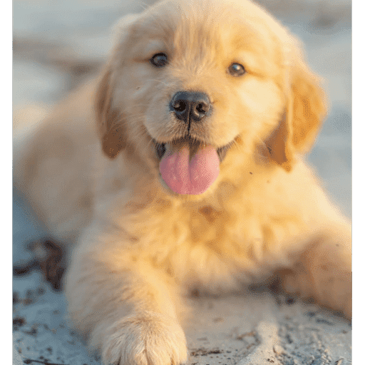 Cachorro fofo  10