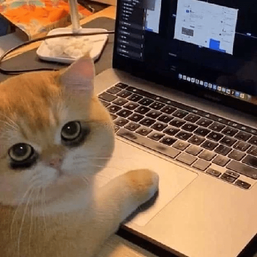 Cat Mode :v 13
