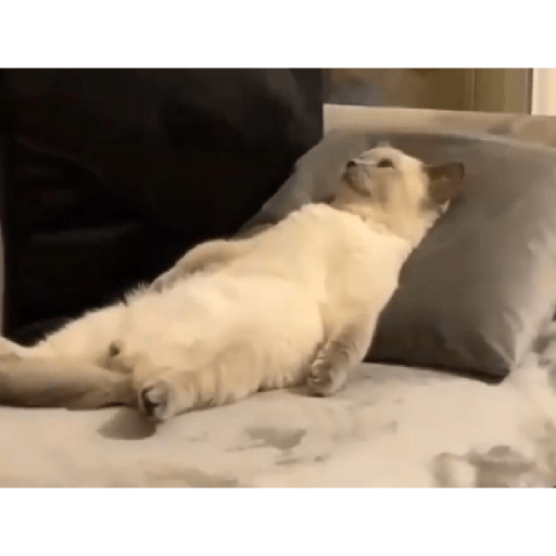 Cat Mode :v 8