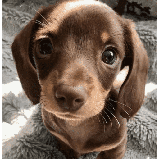 Cachorro fofo  7