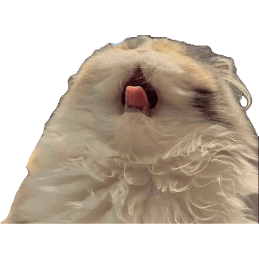Miauu 20