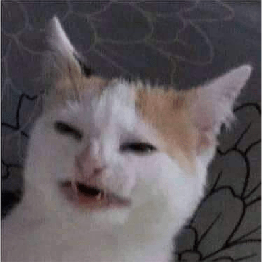 Cats meme 28