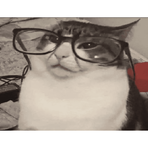 Funny cats  30
