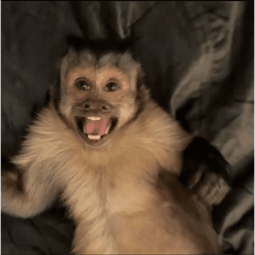 Macacos  11
