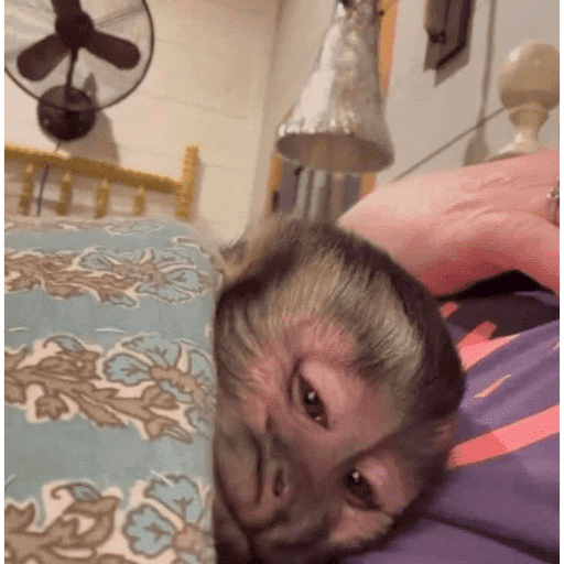 Macacos  3