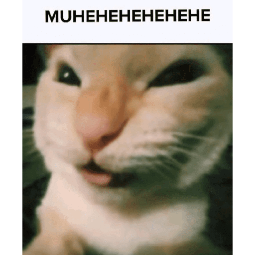 Funny cats  20