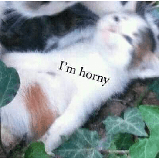 Cats meme 22