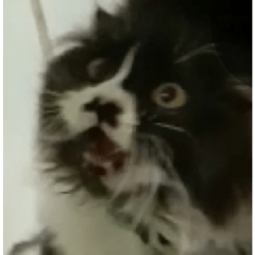 Cats meme 24
