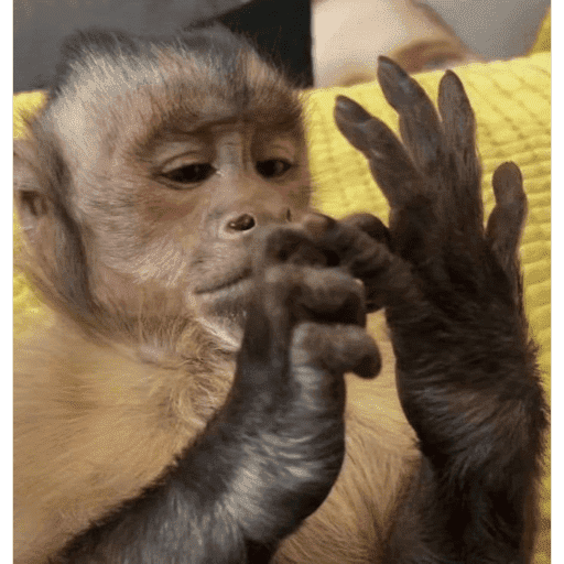 Macacos  7