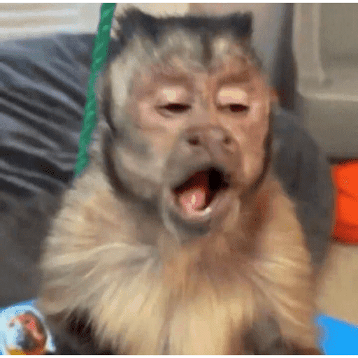 Macacos  8