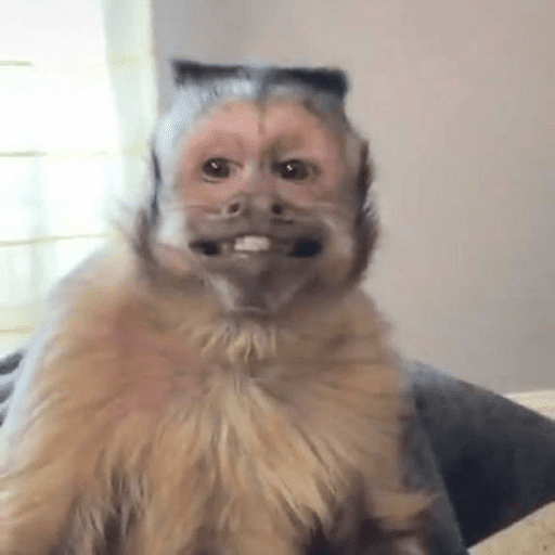 Macacos  9