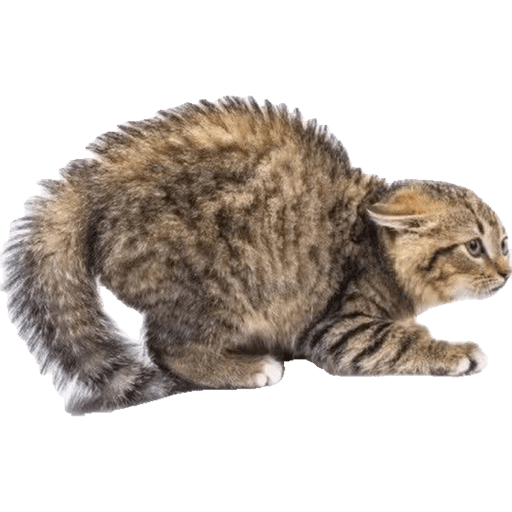 Miauu 22