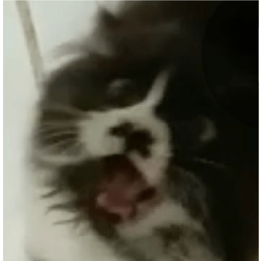 Cats meme 25