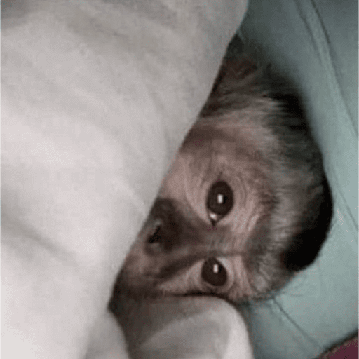 Macacos  12