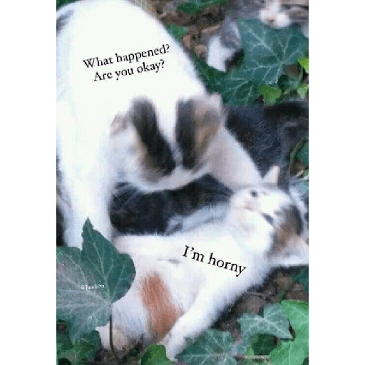 Cats meme 23