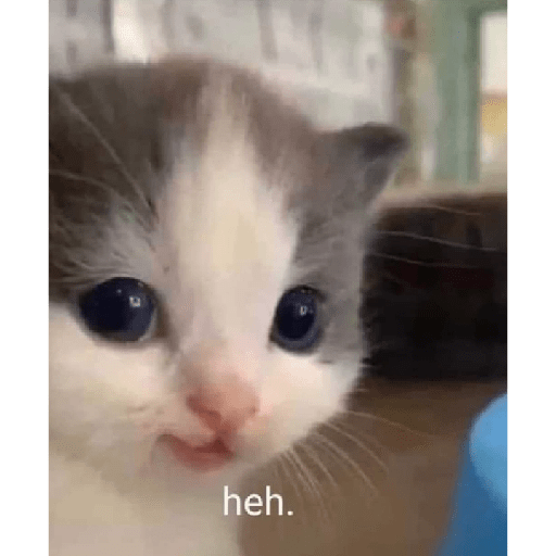 Cats meme 29