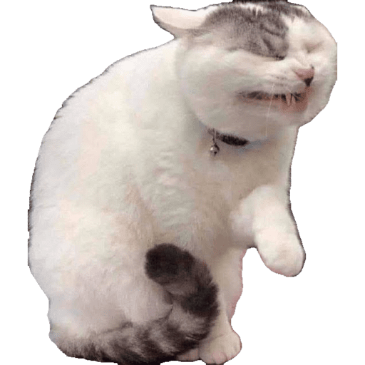 Miauu 19
