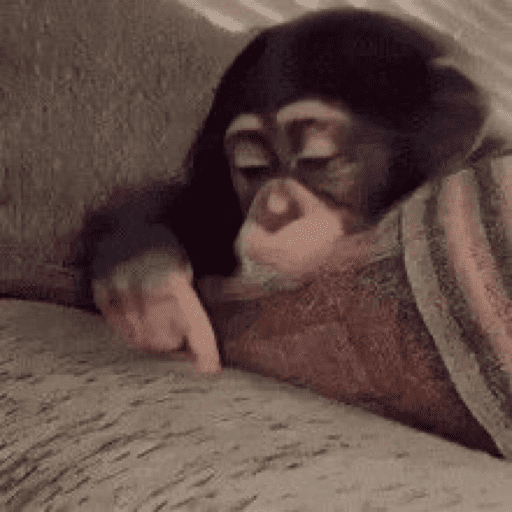 Macacos  4