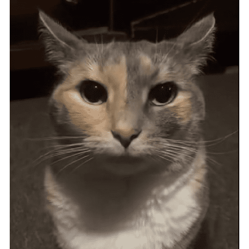 Funny cats  19