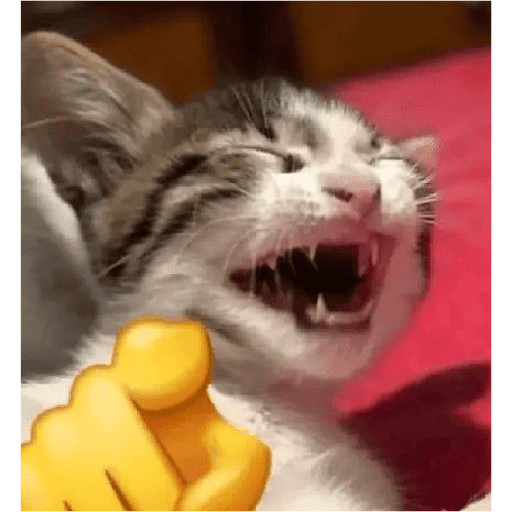 Funny cats  22