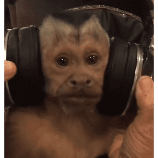 Macacos  14