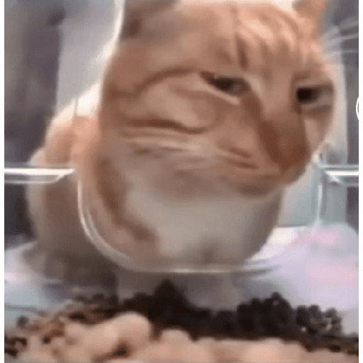 Funny cats  25
