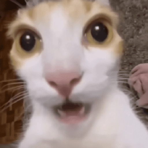 Funny cats  23