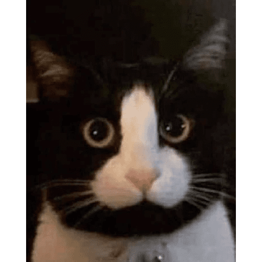 Funny cats  29