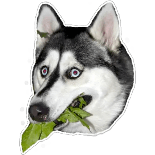 Lomitos 7