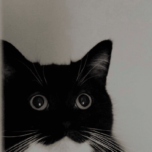 Funny cats  28
