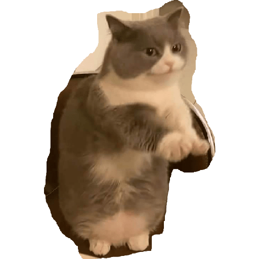 Cats meme 26