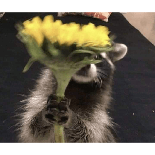 Flores 🌻Amarillas 💛 12