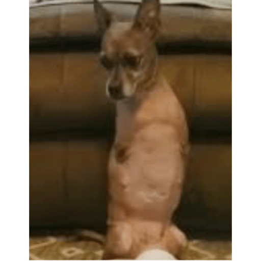 Perro sin brazos👻👻 1